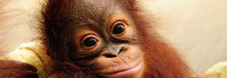 Matang Wildlife Center